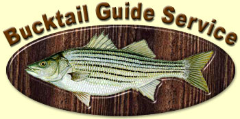 Bucktail Striper & Hybrid Bass Fishing Guide Service
